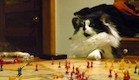 חתולים משחקים (צילום: thechive.com)