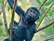 קופים -תכנית אוגנדה (צילום: גליה גוטמן, ויז'ואל, גלובס)