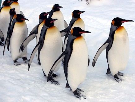 פינגווינים (צילום: Junko Kimura, GettyImages IL)