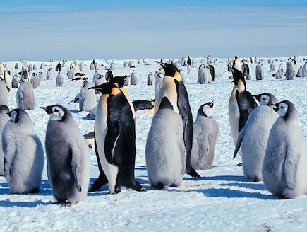 פינגווינים (צילום: ויקיפדיה)
