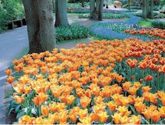 פרחים ביום המלכה בהולנד (צילום: יותם יעקובסון)