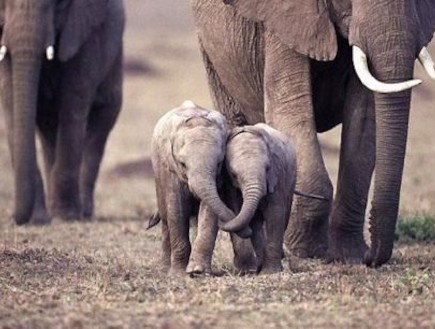פילים חמודים