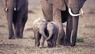 פילים חמודים (צילום: thechive.com)