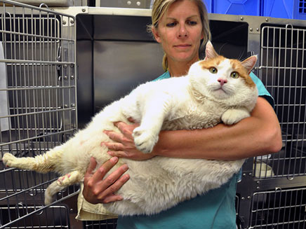 החתול השמן בעולם הלך לעולמו (צילום: AP)