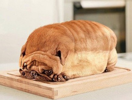 לחם כלב (צילום: epicweird.com)