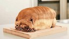 לחם כלב (צילום: epicweird.com)