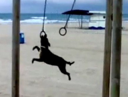כלב מתעמל (צילום: מתוך youtube)