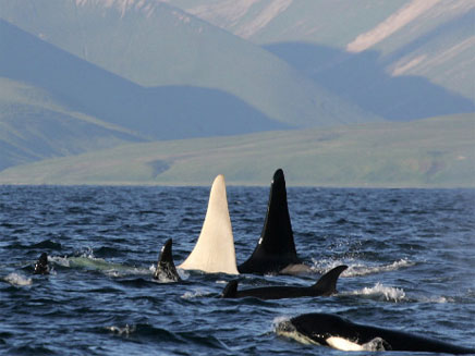 הלווייתן שהפך למיתוס (צילום: CNN)