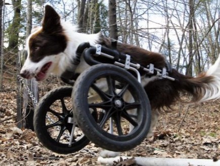 כלב על גלגלים (צילום: bangordailynews.com)