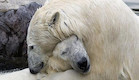 חיבוקי דובים (צילום: worldofwonder.net)