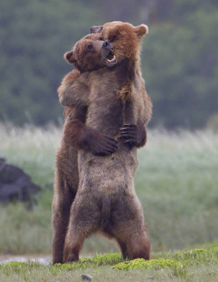 חיבוקי דובים (צילום: worldofwonder.net)