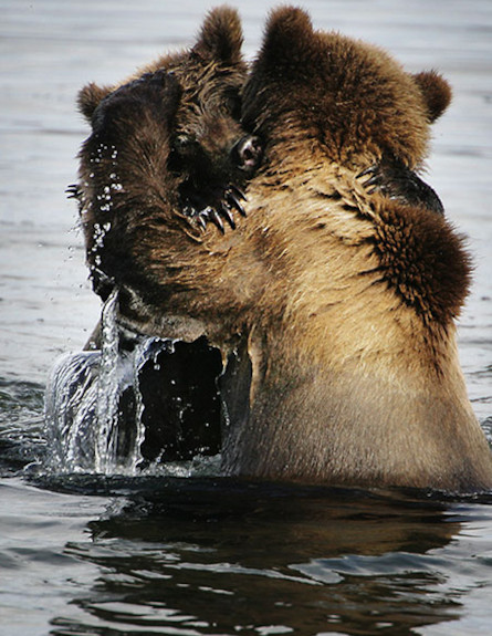 חיבוקי דובים (צילום: clarkvision.com)