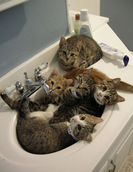 חתולים בכיור