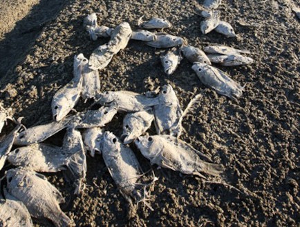 דגים מתים (צילום: David McNew, GettyImages IL)