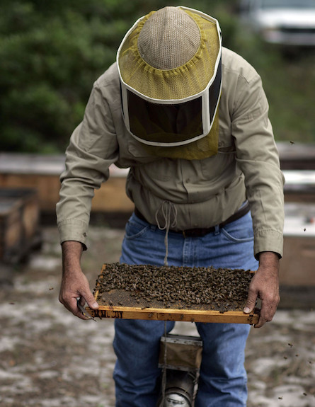 כוורן בודק דבורים (צילום: Joe Raedle, GettyImages IL)