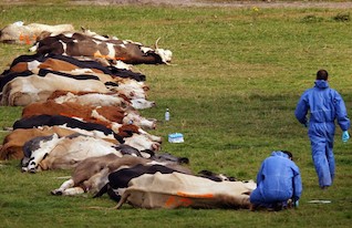 פרות מתות (צילום: Peter Macdiarmid, GettyImages IL)