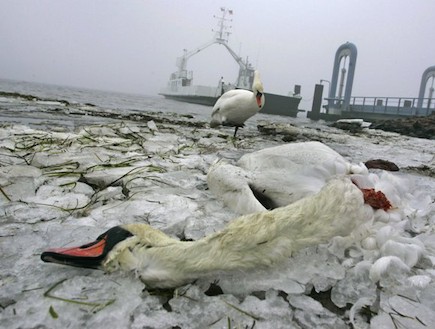 ציפורים מתות (צילום: Carsten Koall, GettyImages IL)