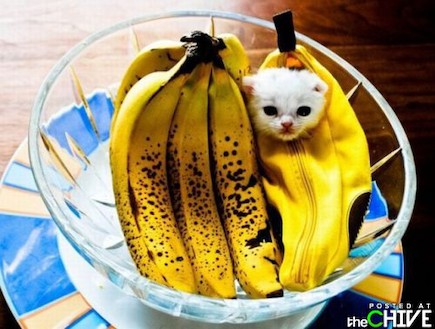 חתול בננה (צילום: thechive.com)