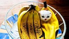 חתול בננה (צילום: thechive.com)