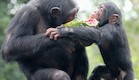 שימפנזה (צילום: Handout, GettyImages IL)