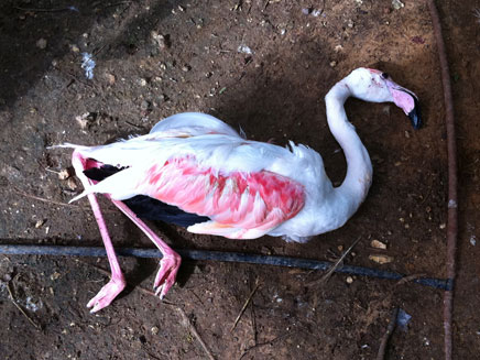 הפלמינגו הפצוע בגן החיות בחיפה (צילום: דניאל אבו ח'יר, גן החיות הלימודי 