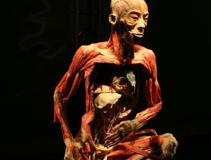 מתוף תערוכת "הגוף" באדיבות סיניה יח"צ