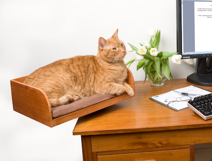 מיטות לבעלי חיים, מתקן חתול למחשב (וידאו WMV: מתוך האתר http://www.therefinedfeline.com/)