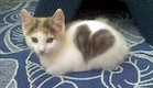 חתול לב (צילום: thechive.com)