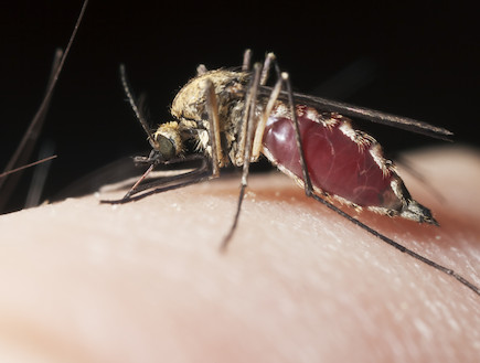 יתוש (צילום: אימג'בנק / Thinkstock)