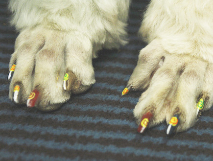 פדיקור לכלבים (צילום: warrenlondon.com)