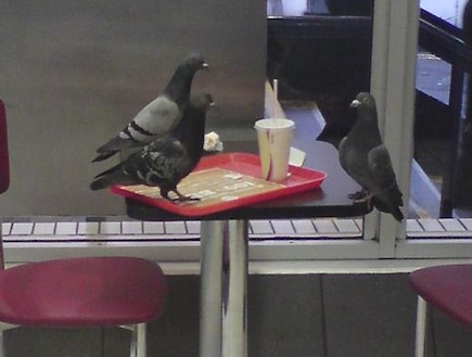 ציפורים רעבות (צילום: thechive.com)
