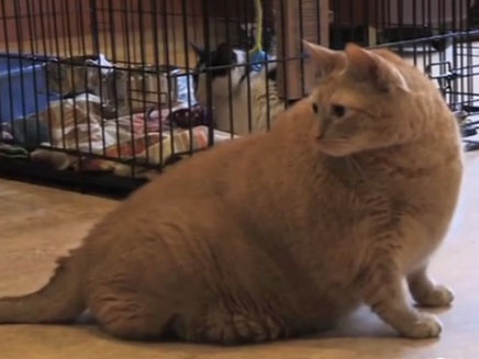 ספונג' בוב החתול, כבד מאוד (צילום: חדשות 2)
