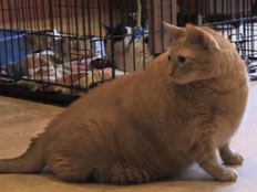 ספונג' בוב החתול, כבד מאוד (צילום: חדשות 2)