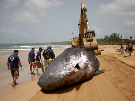 70 טון על החוף (צילום: AP)