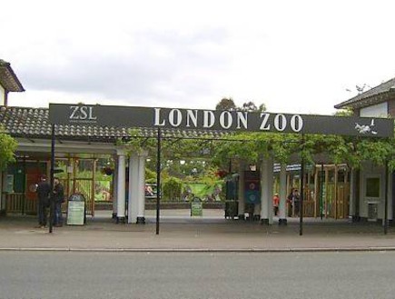 גן החיות של לונדון