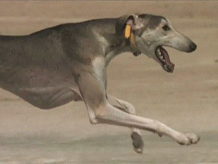 סלוקי, כלב ציד (צילום: חדשות 2)