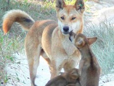 דינגו - כלב בר אוסטרלי (צילום: ויקיפדיה)