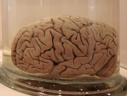 מוח בצנצנת (צילום: אימג'בנק/GettyImages, getty images)