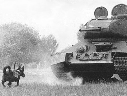 כלבים נגד טנקים (צילום: soviet-empire.com)