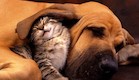 כלבים וחתולים ישנים (צילום: sleepzine.com)