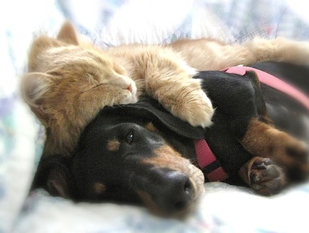 כלבים וחתולים ישנים (צילום: kenpope.com)