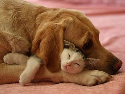 כלבים וחתולים ישנים (צילום: curiositiesbydickens.com)