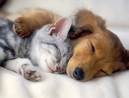 כלבים וחתולים ישנים (צילום: kittenspuppiesandcupcakes.com)