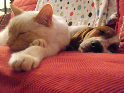 כלבים וחתולים ישנים