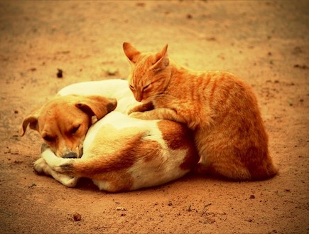 כלבים וחתולים ישנים (צילום: teamrainforest)