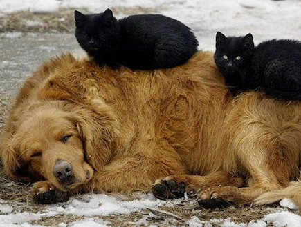 כלבים וחתולים ישנים (צילום: omg.totfarm.com)