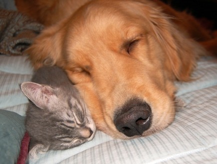 כלבים וחתולים ישנים (צילום: weruletheinternet.com)