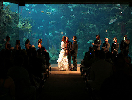 חתונה מתחת למים