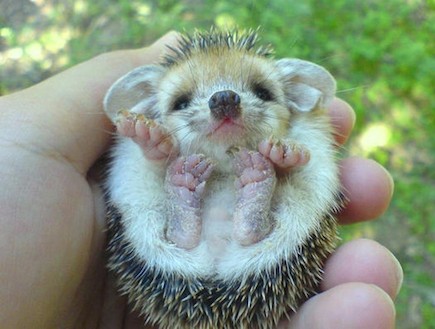 חיות חמודות (צילום: buzzfeed.com)
