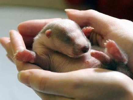 חיות חמודות (צילום: buzzfeed.com)